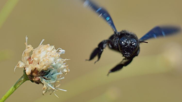 Fonds d'cran Animaux Insectes - Abeilles Gupes ... Le masque