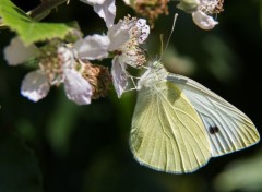  Animaux papillon butinant