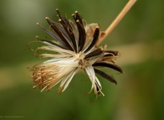  Nature Cosmos fan