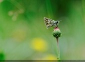  Animaux Papillons dans les Ecrins