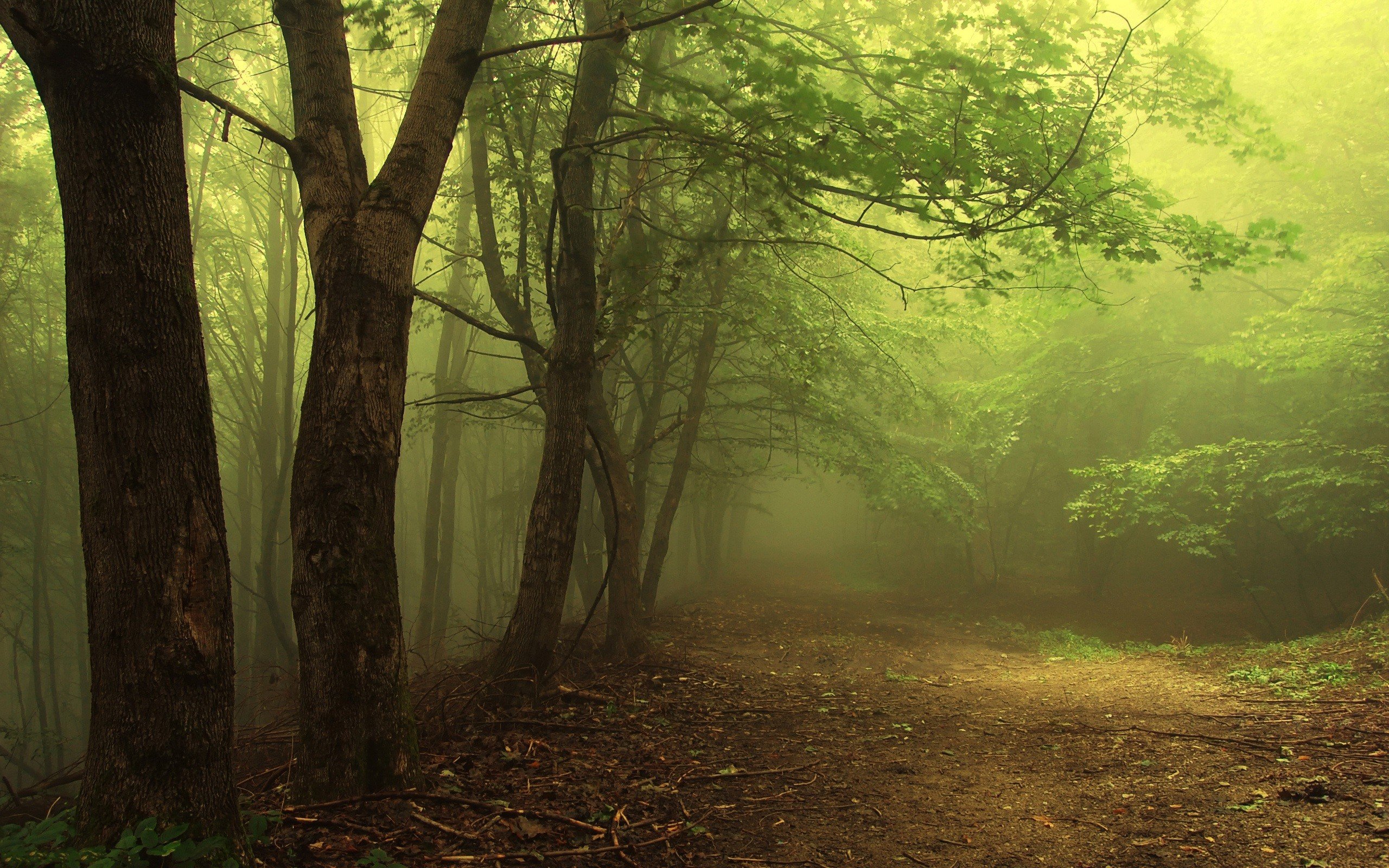 Fonds d'cran Nature Arbres - Forts 