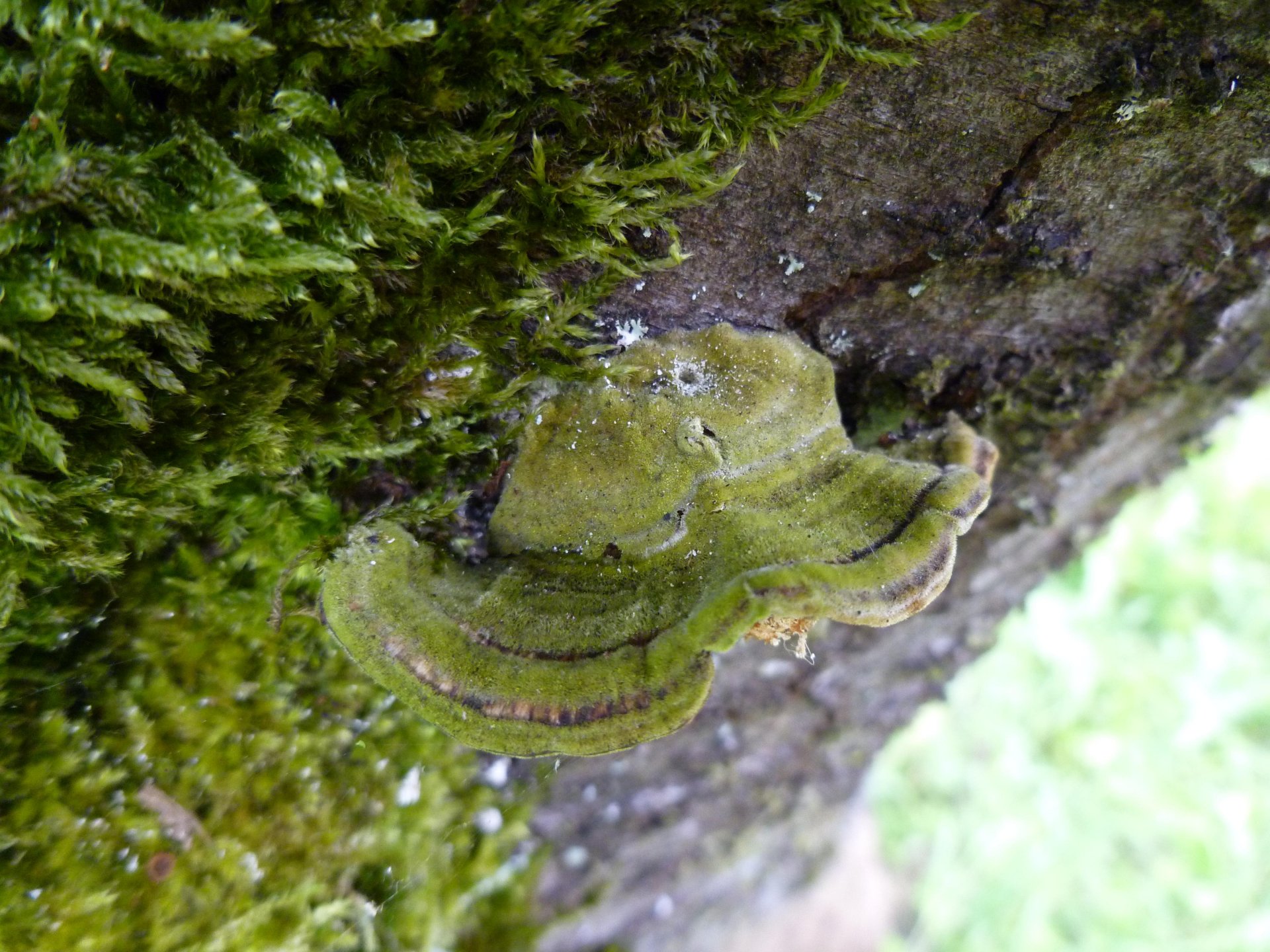 Wallpapers Nature Mushrooms Champignon du bois