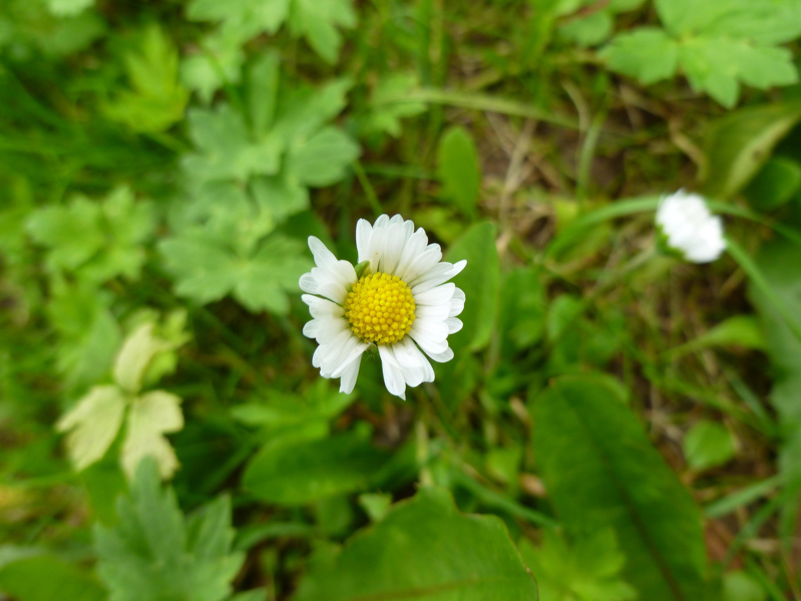 Wallpapers Nature Flowers Pquerette