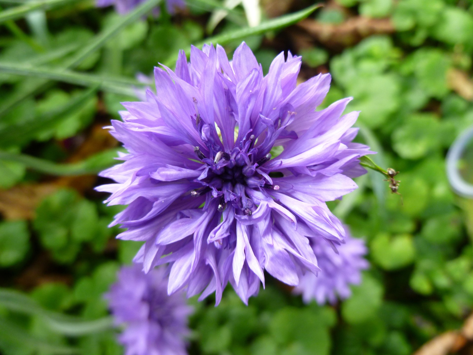 Fonds d'cran Nature Fleurs Bleuet violet