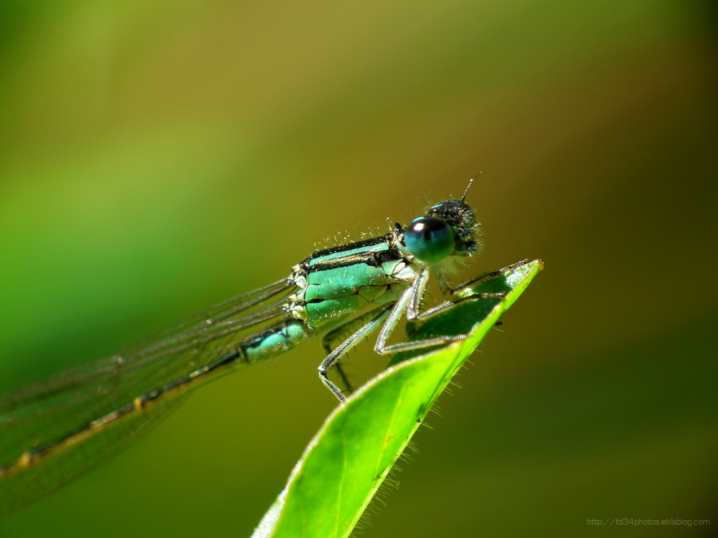 Fonds d'cran Animaux Insectes - Libellules Agrion