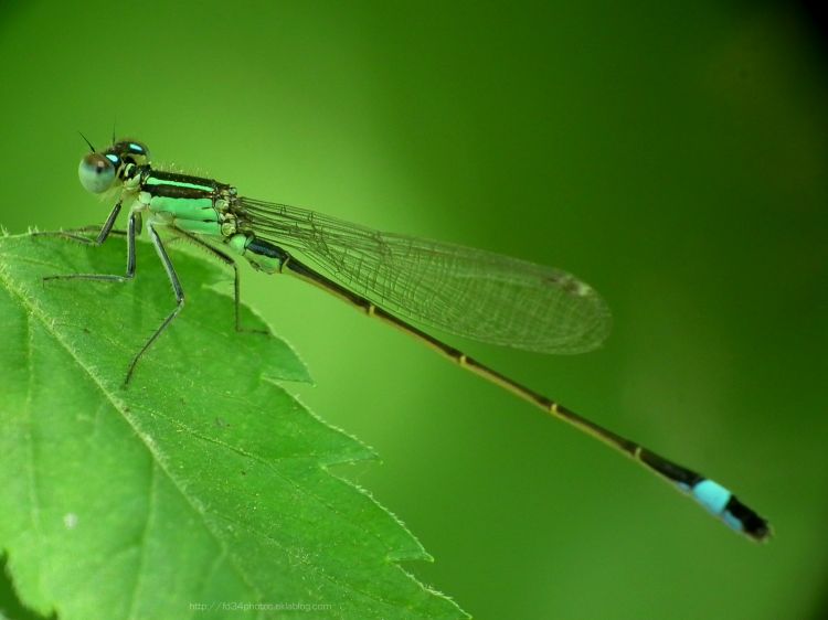 Fonds d'cran Animaux Insectes - Libellules Agrion