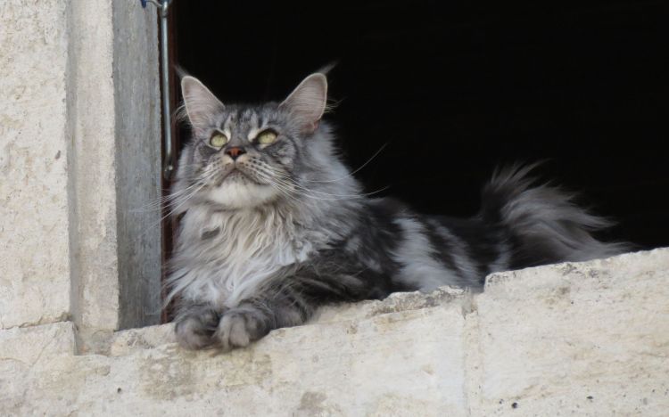 Fonds d'cran Animaux Chats - Chatons  Maine-coon