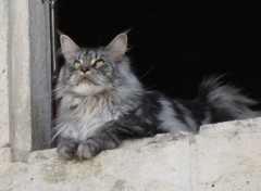  Animaux  Maine-coon