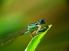  Animaux Agrion