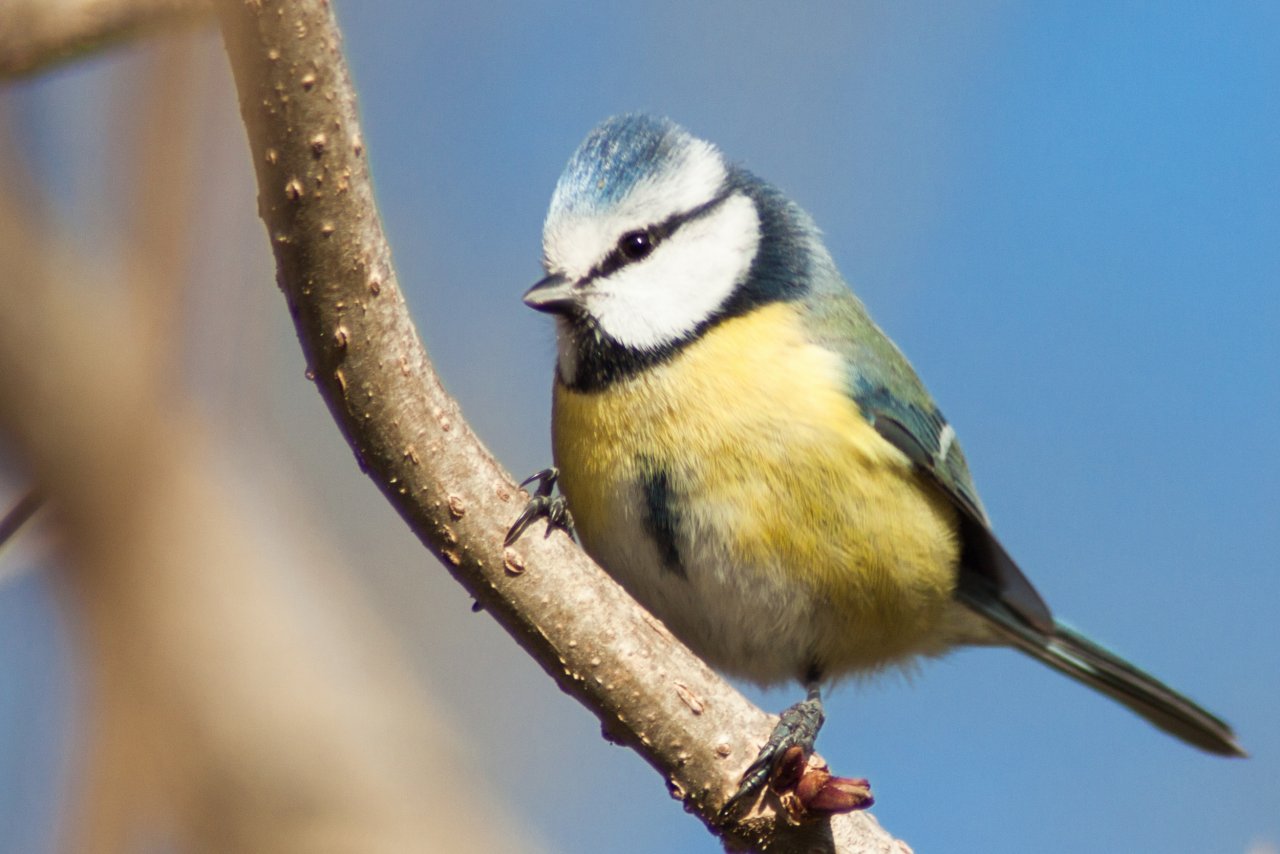 Wallpapers Animals Birds - Chickadees mesange bleue