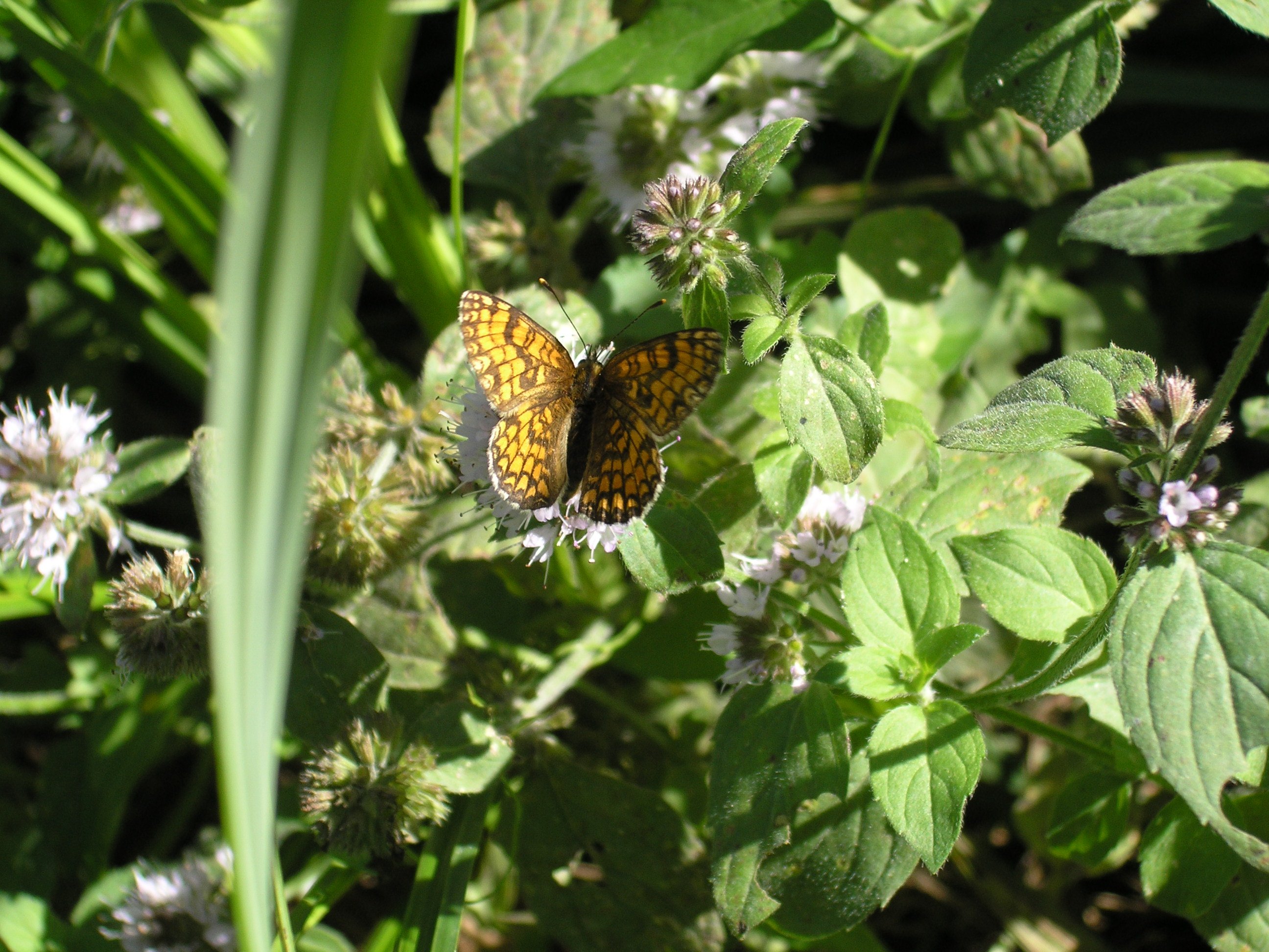 Fonds d'cran Animaux Insectes - Papillons 