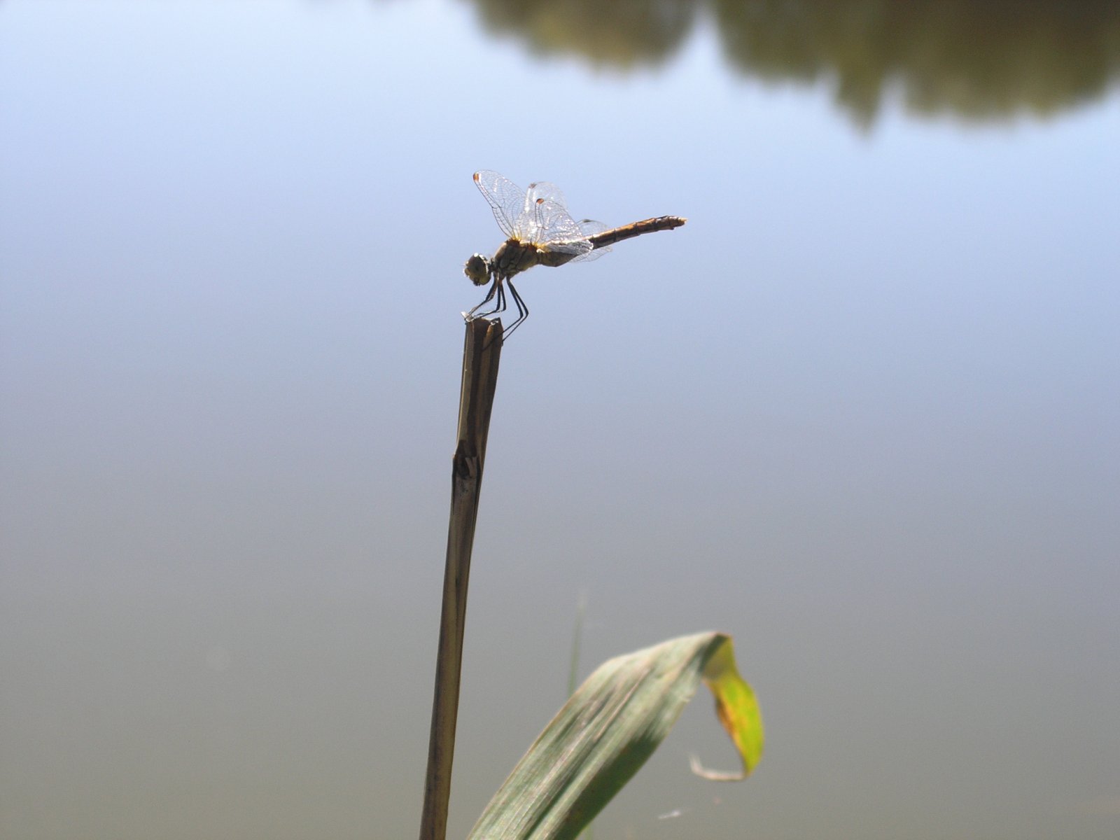 Fonds d'cran Animaux Insectes - Libellules 