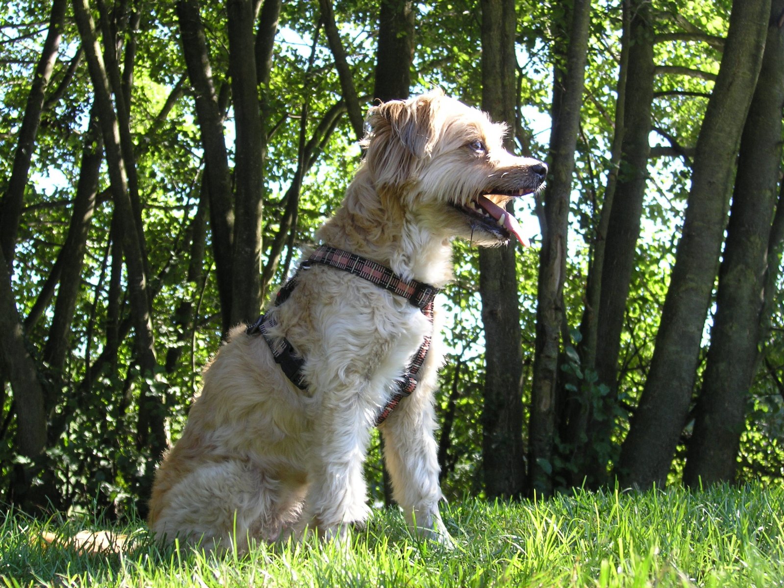 Fonds d'cran Animaux Chiens 