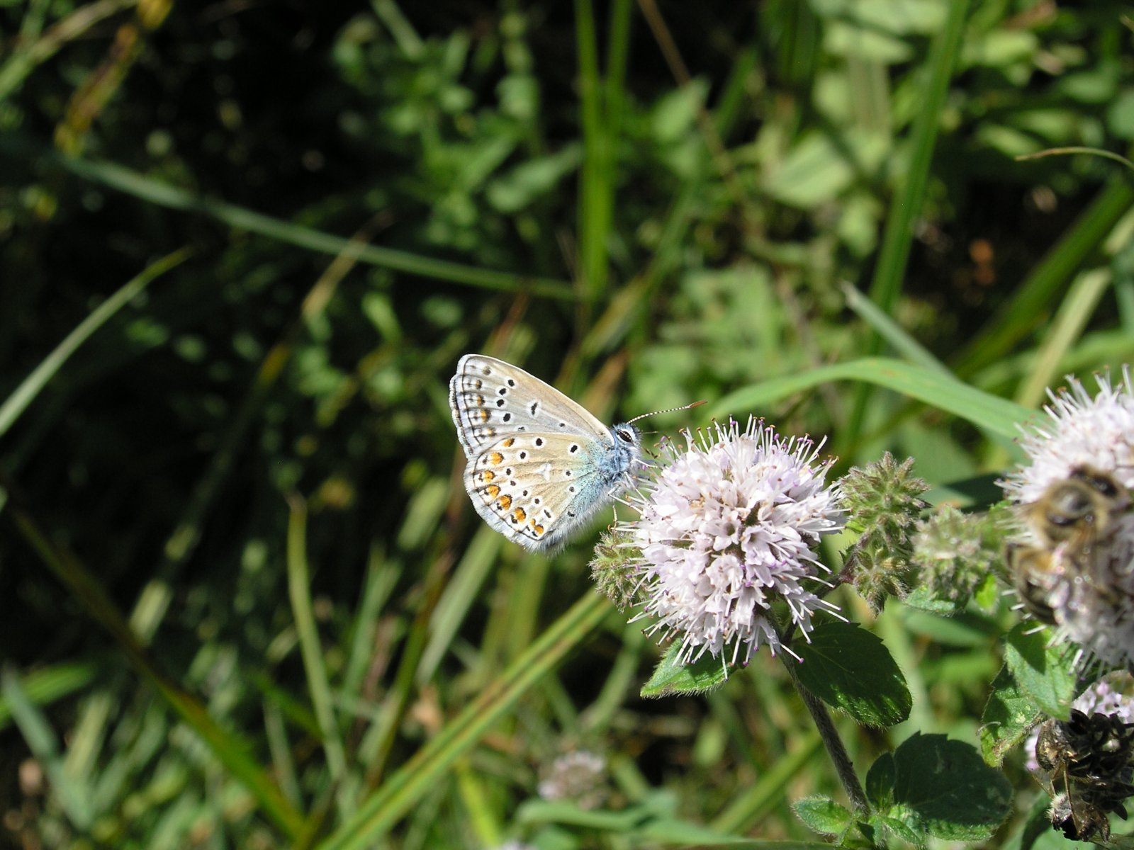 Fonds d'cran Animaux Insectes - Papillons 