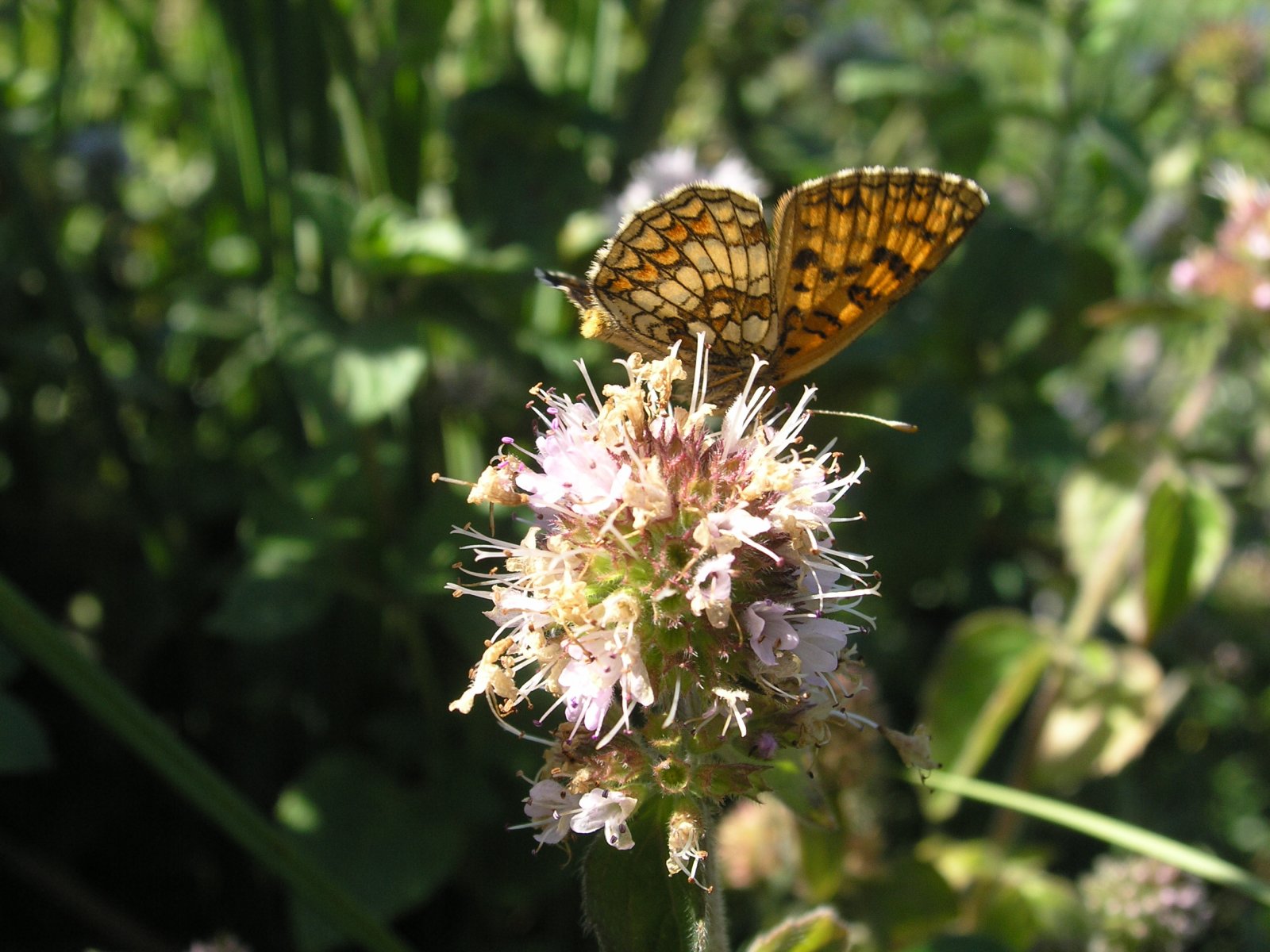 Fonds d'cran Animaux Insectes - Papillons 