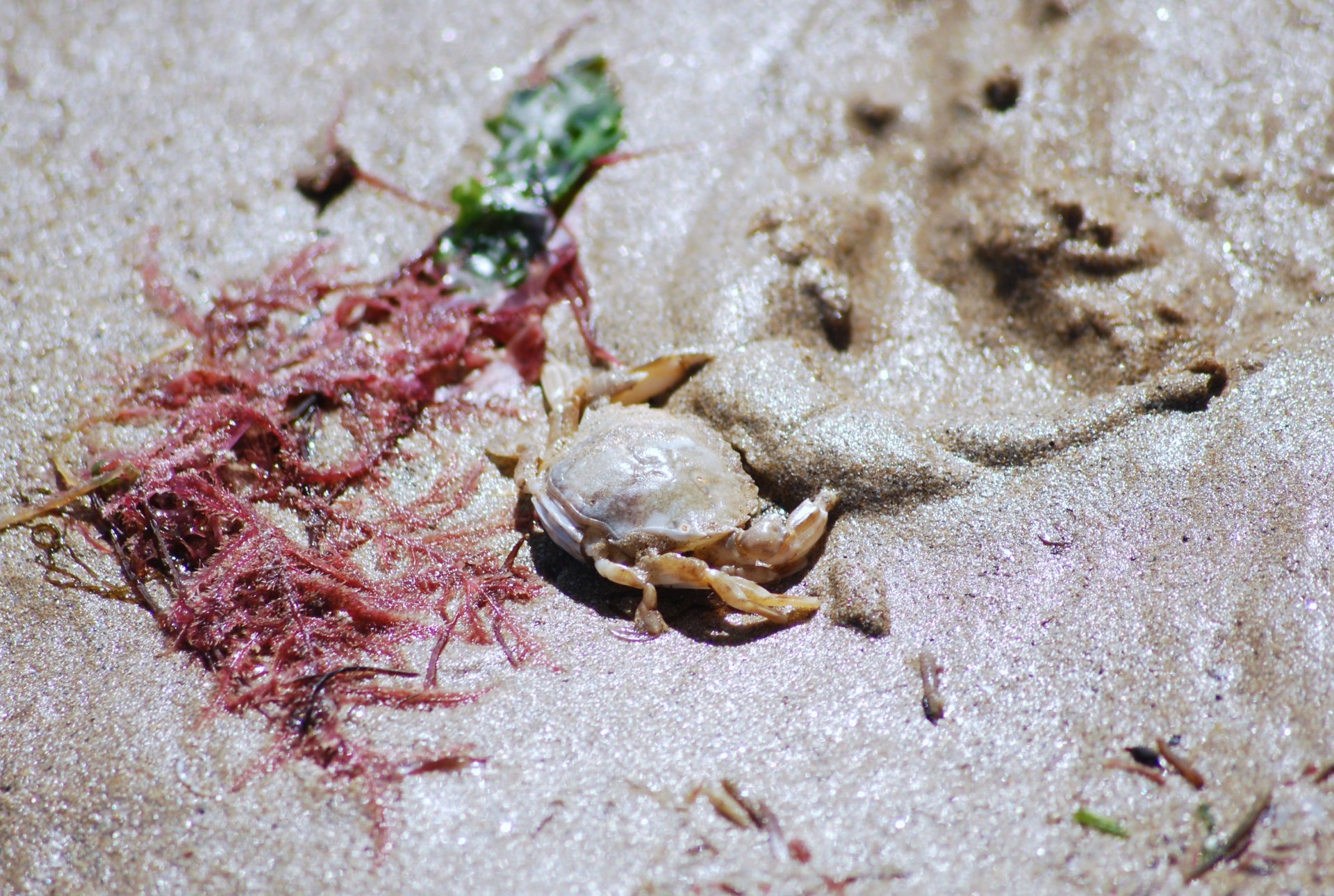 Fonds d'cran Animaux Vie marine - Crustacs 