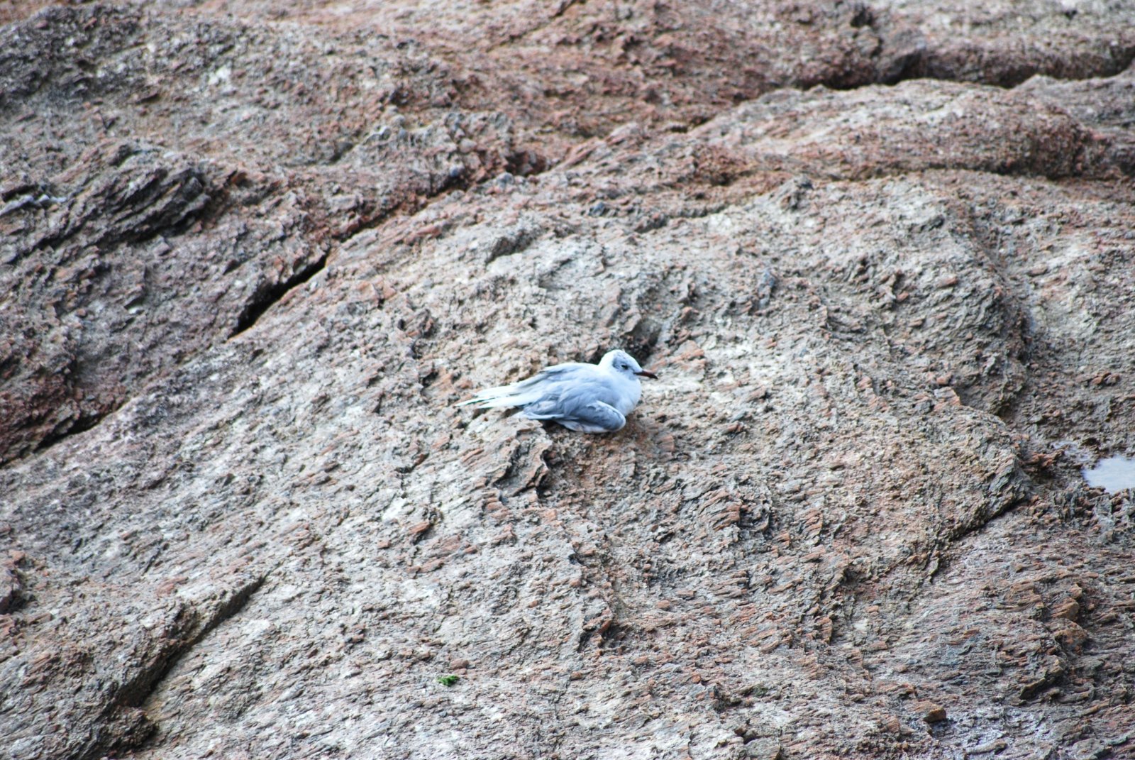 Wallpapers Animals Birds - Gulls 