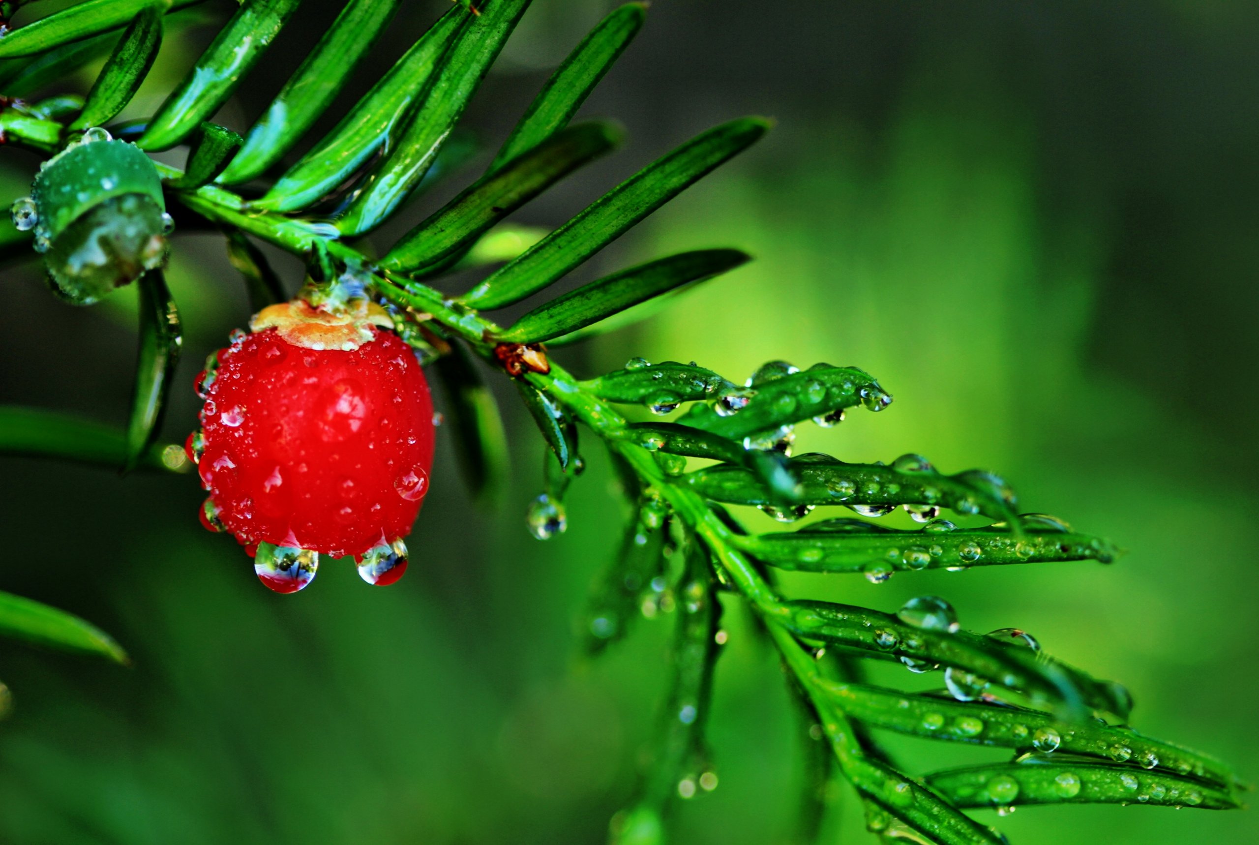 Wallpapers Nature Fruits 