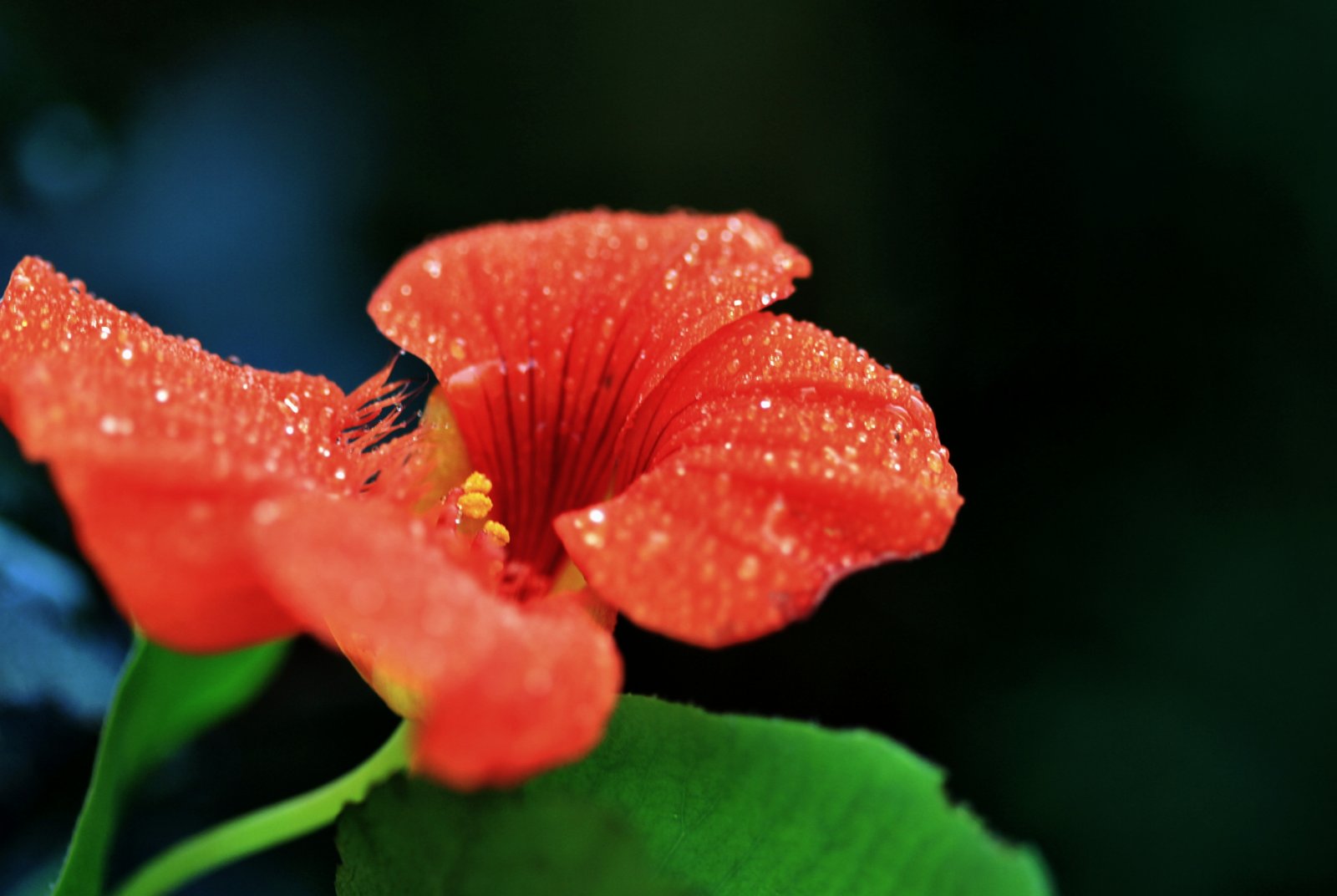 Fonds d'cran Nature Fleurs 