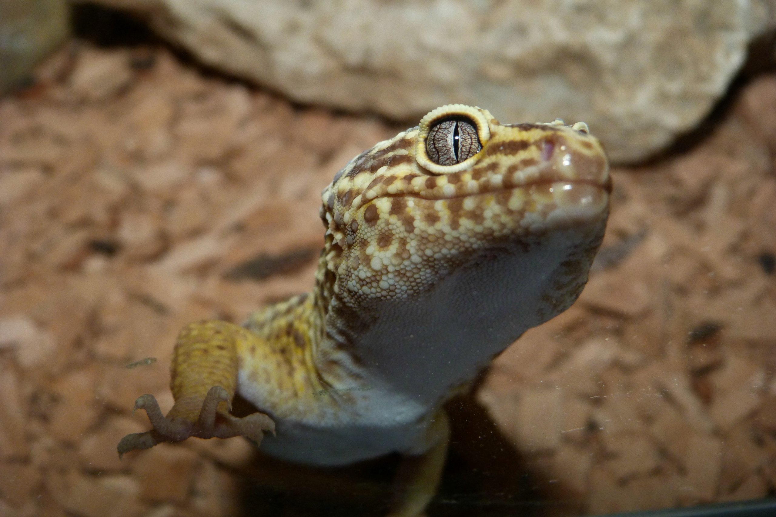 Fonds d'cran Animaux Reptiles divers Gecko 