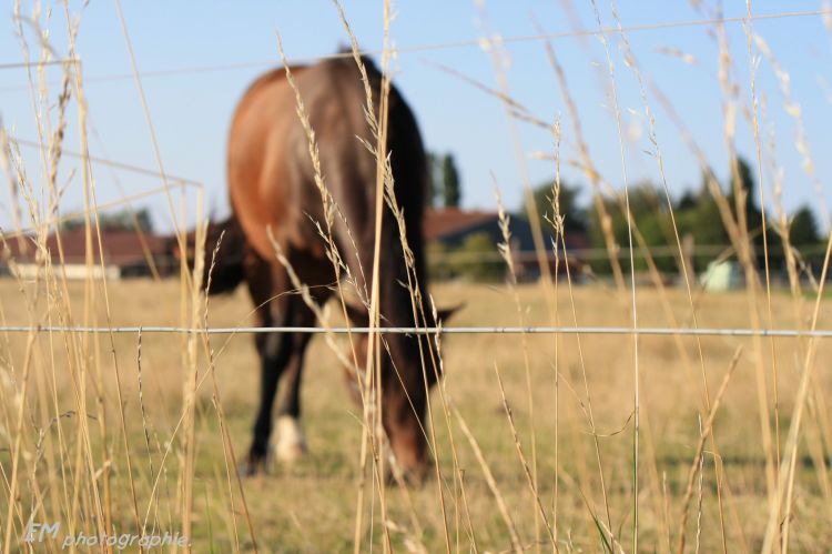 Wallpapers Nature Herbs Dans ma campagne