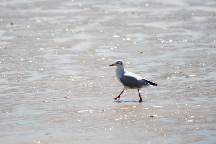 Fonds d'cran Animaux Oiseaux - Mouettes et Golands Wallpaper N312699