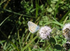  Animaux Image sans titre N312649