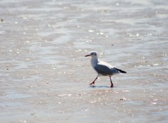  Animaux Image sans titre N312699