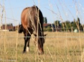  Nature Dans ma campagne