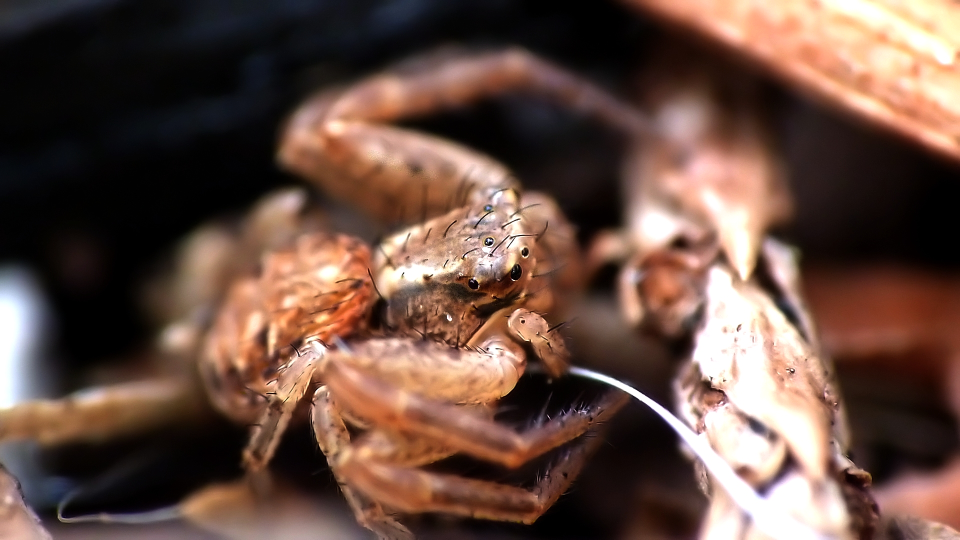 Fonds d'cran Animaux Araignes Une Toute Petite