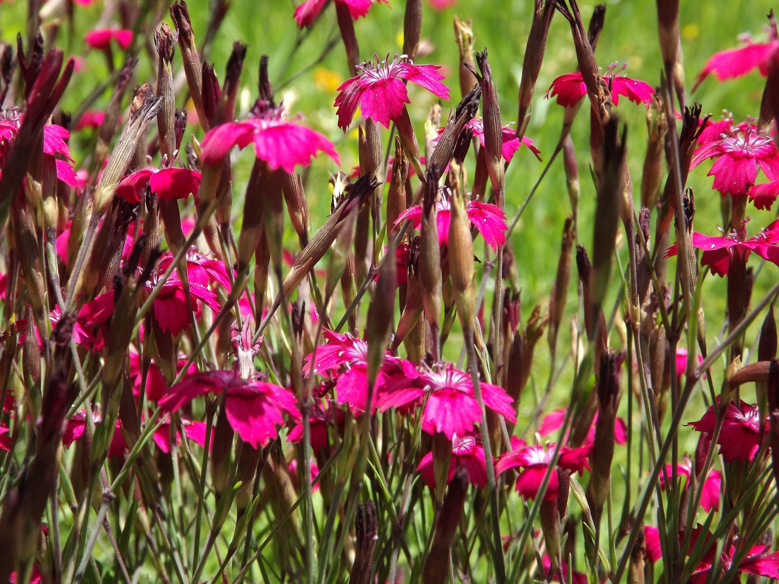 Wallpapers Nature Flowers fleurs en couleurs