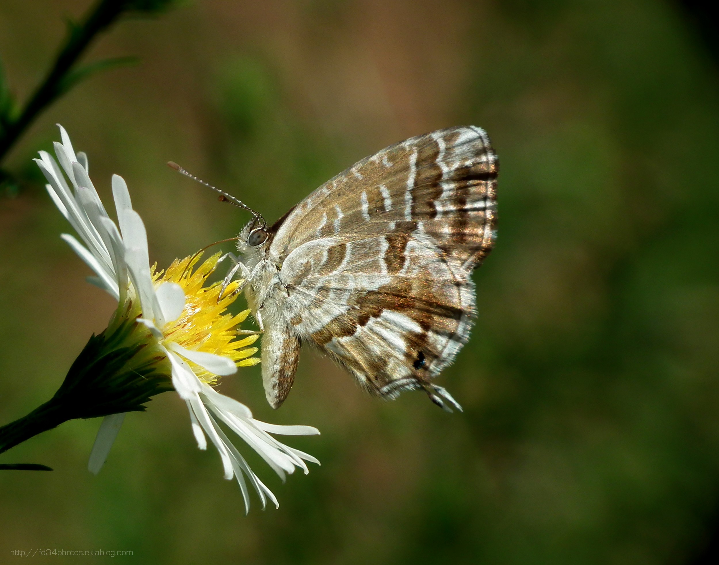 Wallpapers Animals Insects - Butterflies Brun des pélargoniums