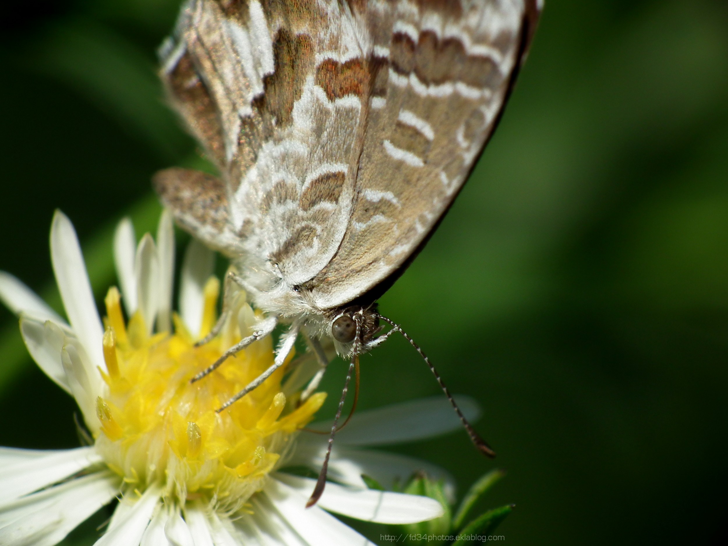 Fonds d'cran Animaux Insectes - Papillons Brun des pélargoniums