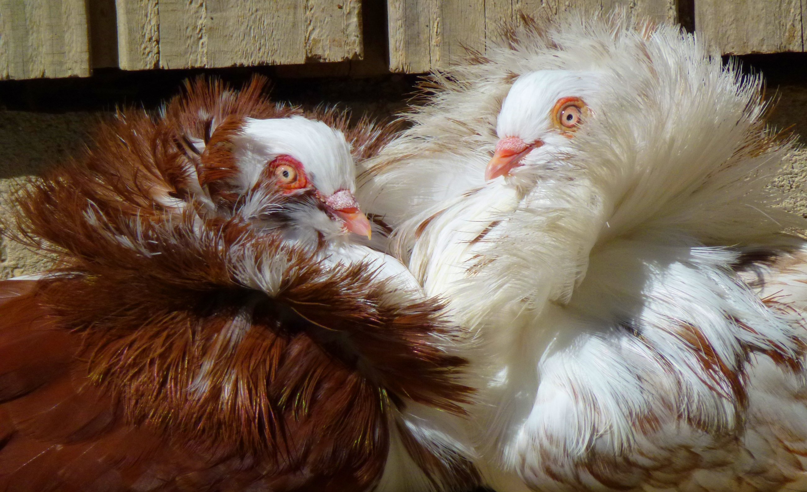 Fonds d'cran Animaux Oiseaux - Pigeons et Tourterelles Coeur de plume