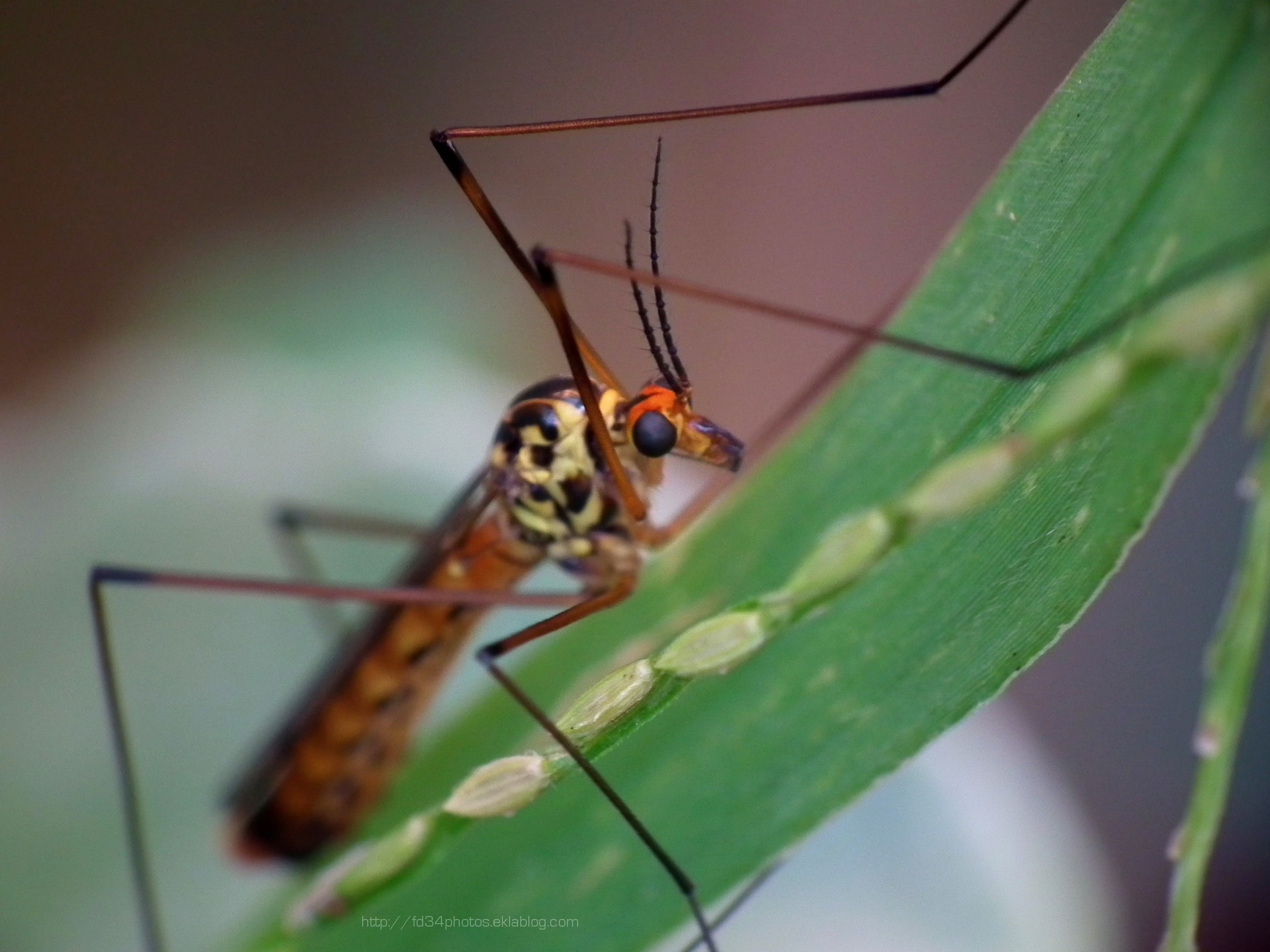 Fonds d'cran Animaux Insectes - Moustiques Tipule tigrée