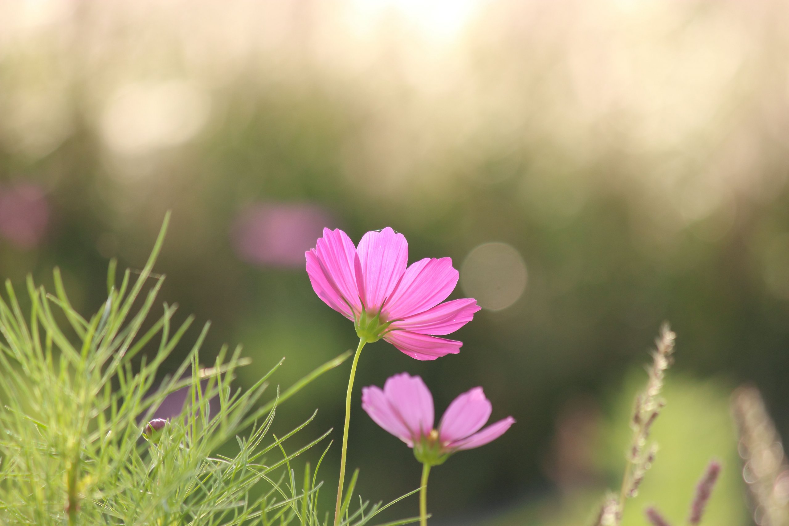 Wallpapers Nature Flowers petites fleurs