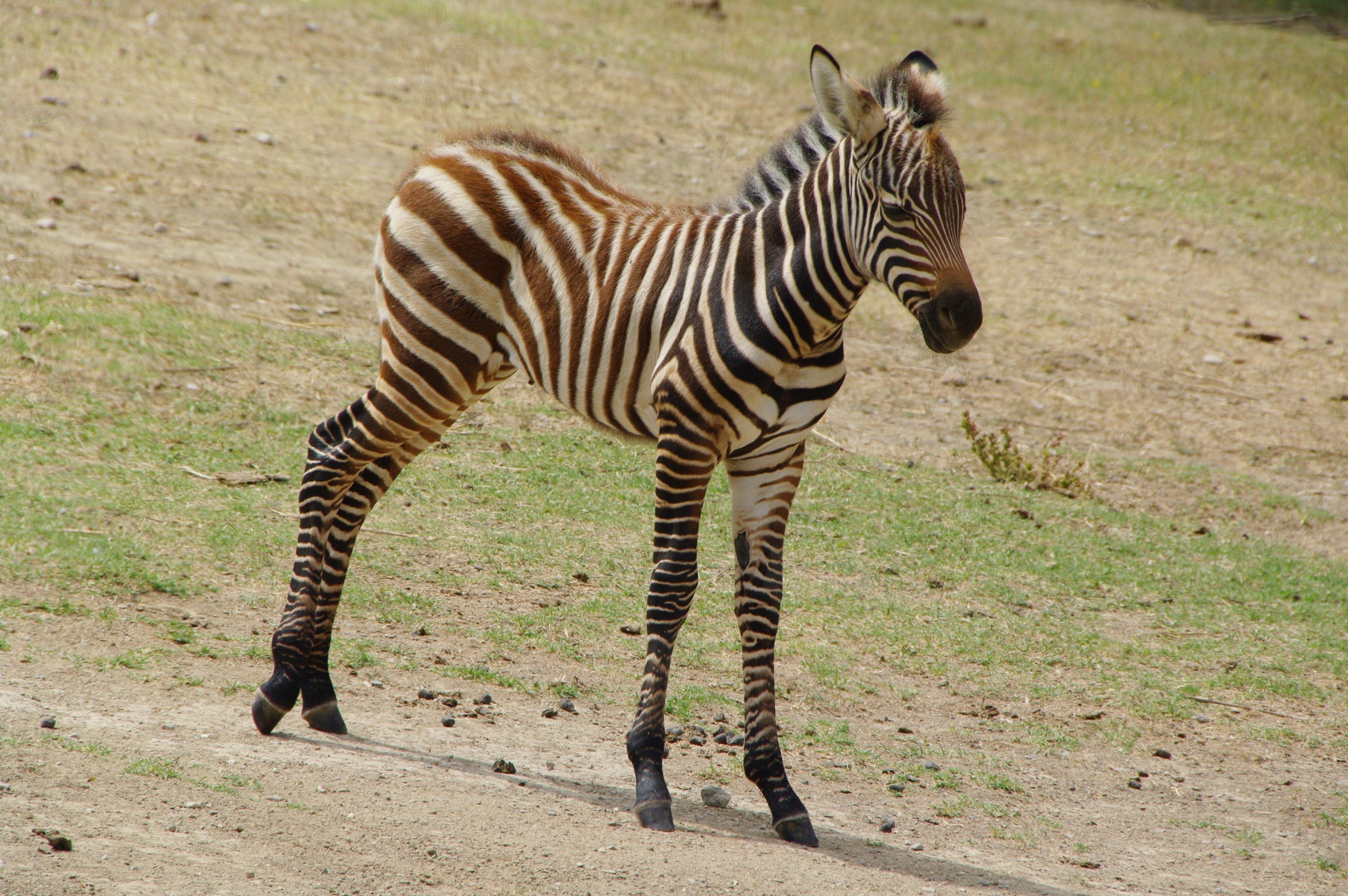 Fonds d'cran Animaux Zbres Jeune Zbre d' Afrique Parc Sigean