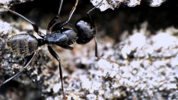 Fonds d'cran Animaux Insectes - Fourmis Fourmis