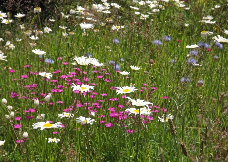 Wallpapers Nature Flowers fleurs en couleurs