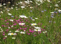  Nature fleurs en couleurs