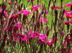  Nature fleurs en couleurs