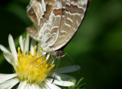  Animaux Brun des pélargoniums