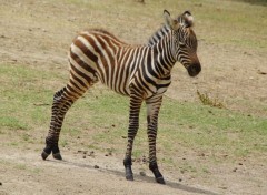  Animals Jeune Zbre d' Afrique Parc Sigean