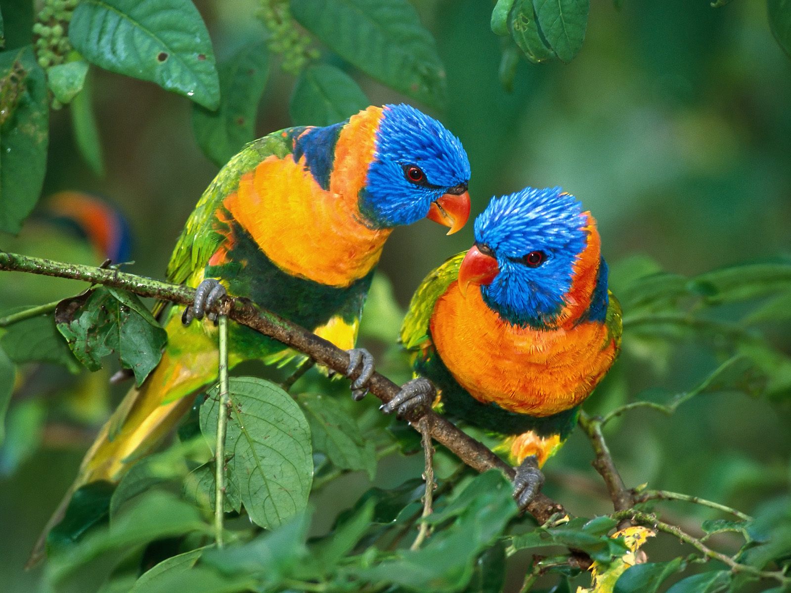 Fonds d'cran Animaux Oiseaux - Divers 