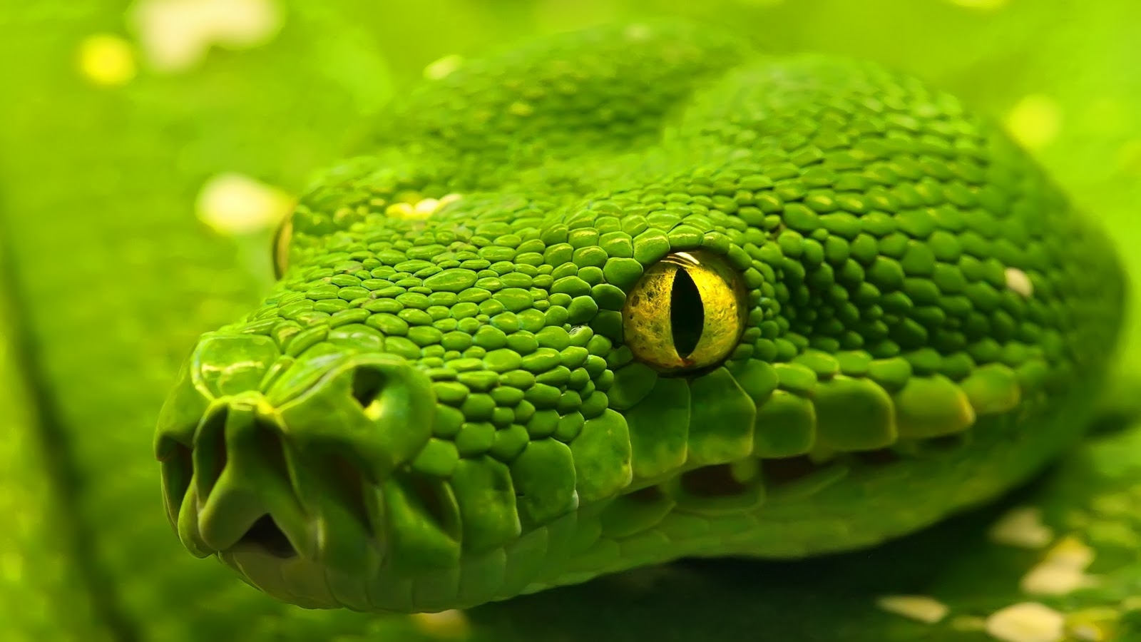 Wallpapers Animals Snakes 