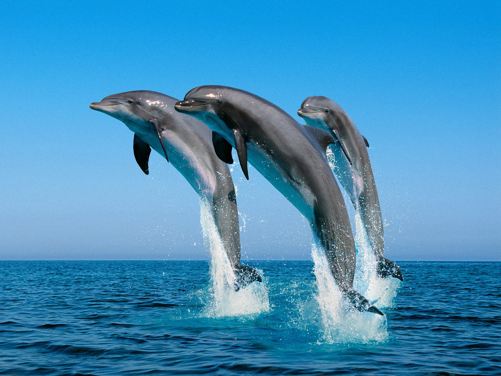 Fonds d'cran Animaux Vie marine - Dauphins 