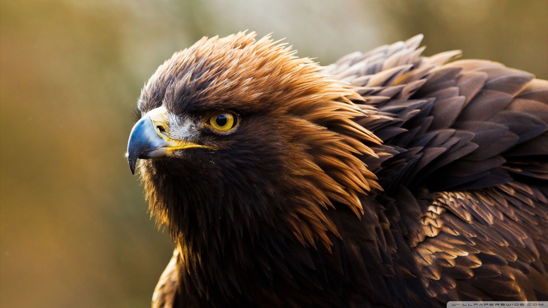 Wallpapers Animals Birds - Eagles 