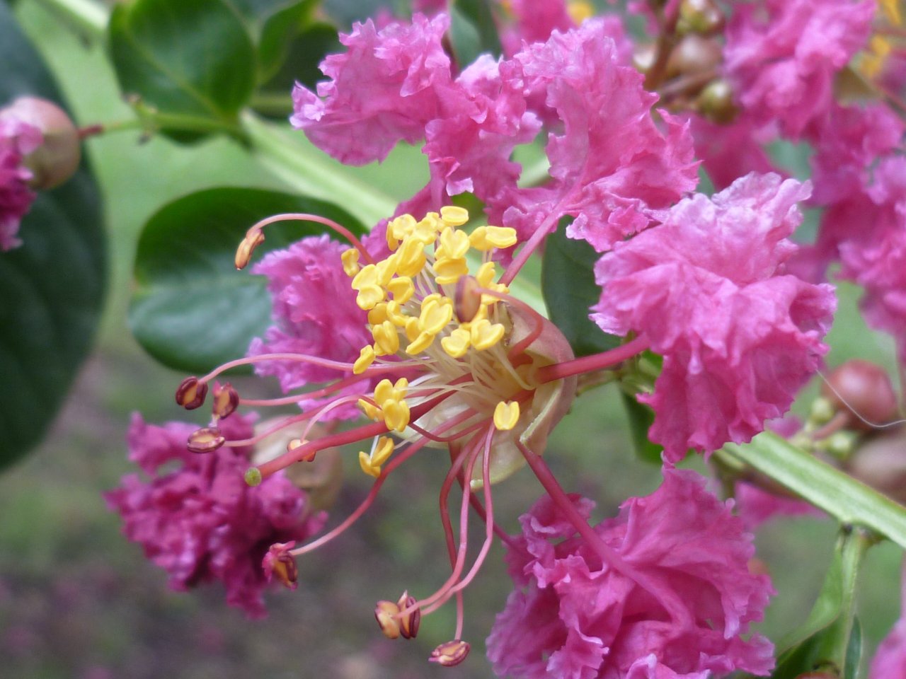 Fonds d'cran Nature Fleurs lilas des INDES