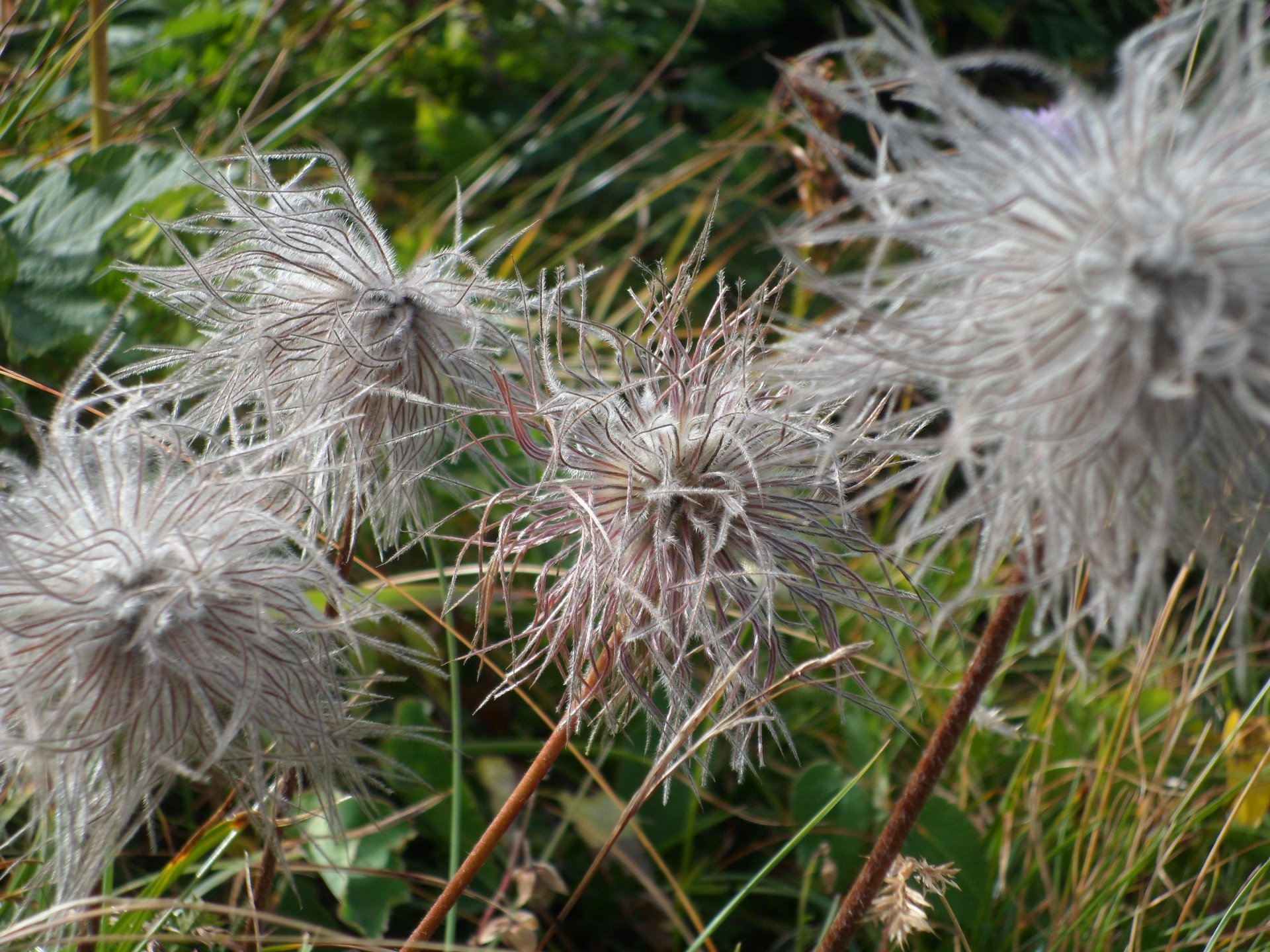 Fonds d'cran Nature Fleurs La tournette