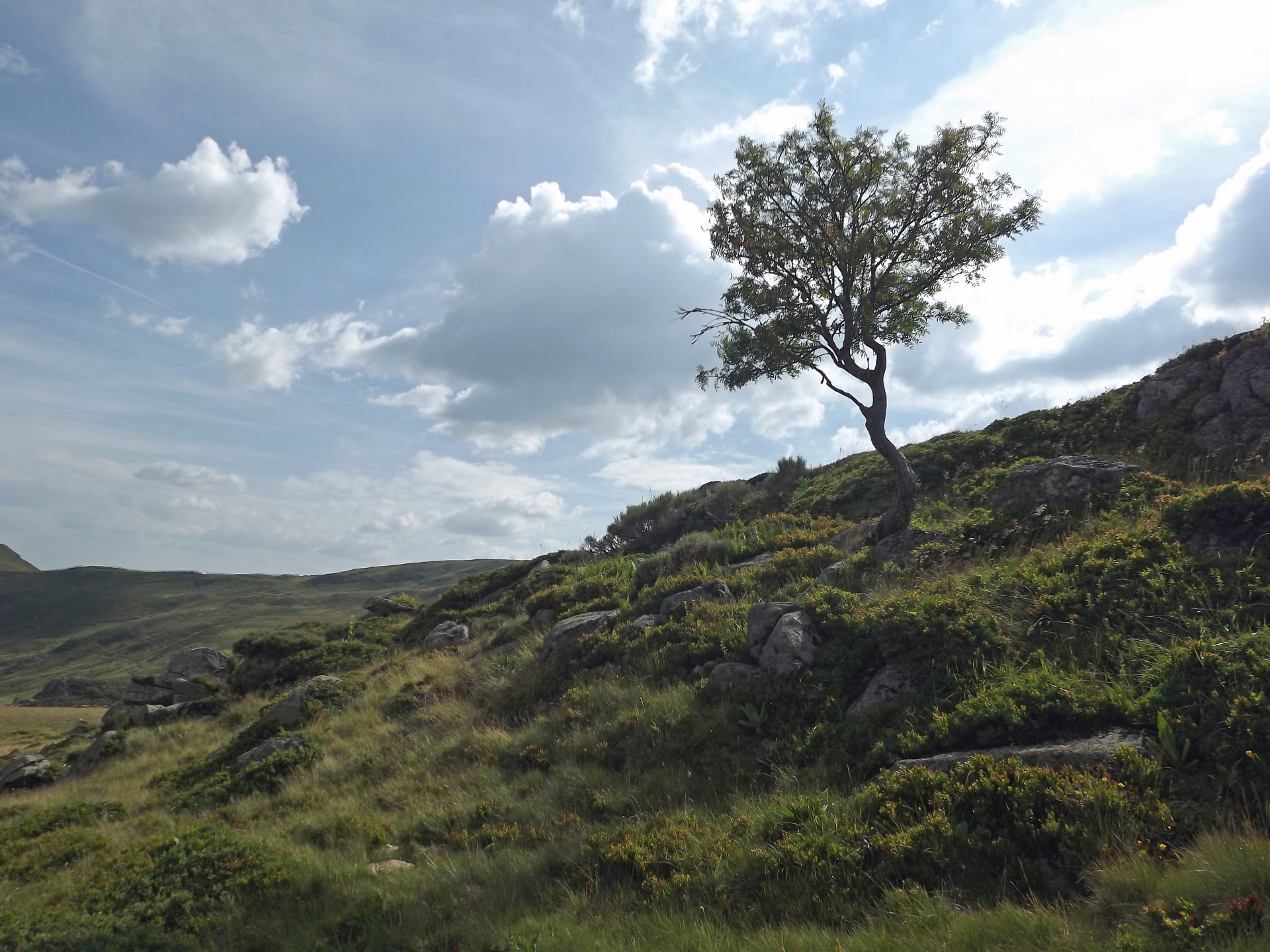 Fonds d'cran Nature Arbres - Forts 